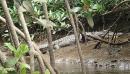 Daintree River crocodile : We took a river excursion on the Daintree River north of Cairns